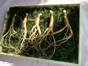 plante adaptogene