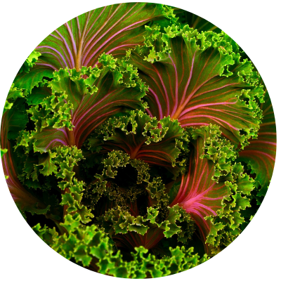 chips de chou kale