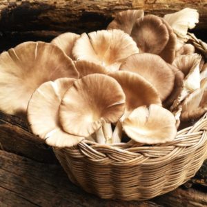 pleurote champignon