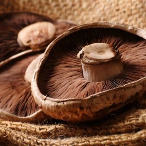 champignon portobello