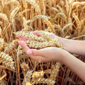 Le gluten, ses effets sur la santé