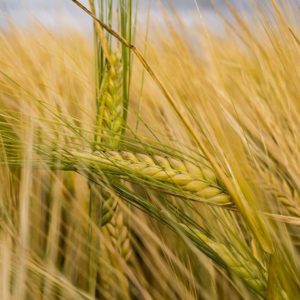 cereale sans gluten naturopathie