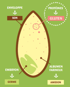blé et gluten, zoom sur le gluten en naturopathie