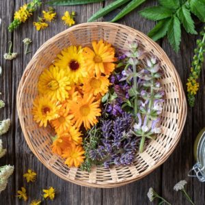 evy poulard naturopathe aix en provence