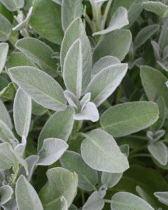 evy poulard naturopathe aix en provence